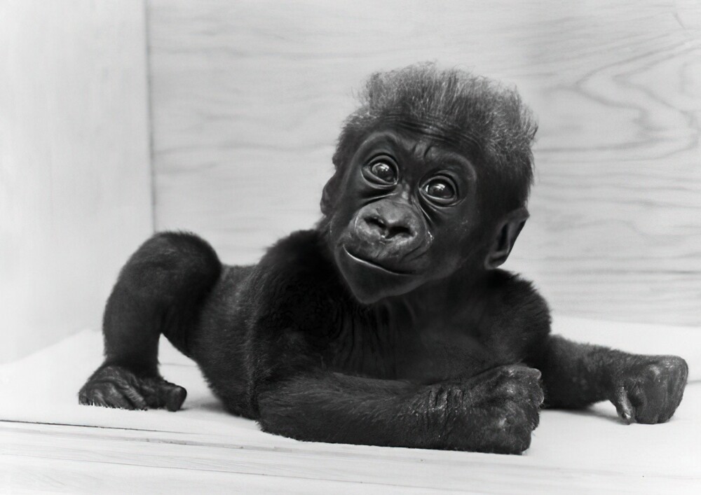 7. Коло, первый в истории детёныш гориллы, родившийся в неволе. Когда Коло скончалась, она была самой старой известной гориллой того времени. Прожила с 1956 по 2017 год