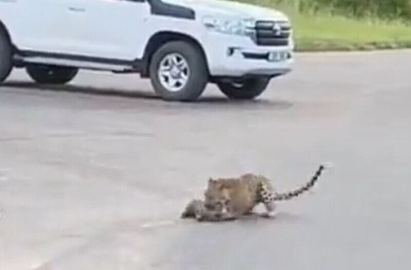 Леопард остался голодным из-за своей жадности
