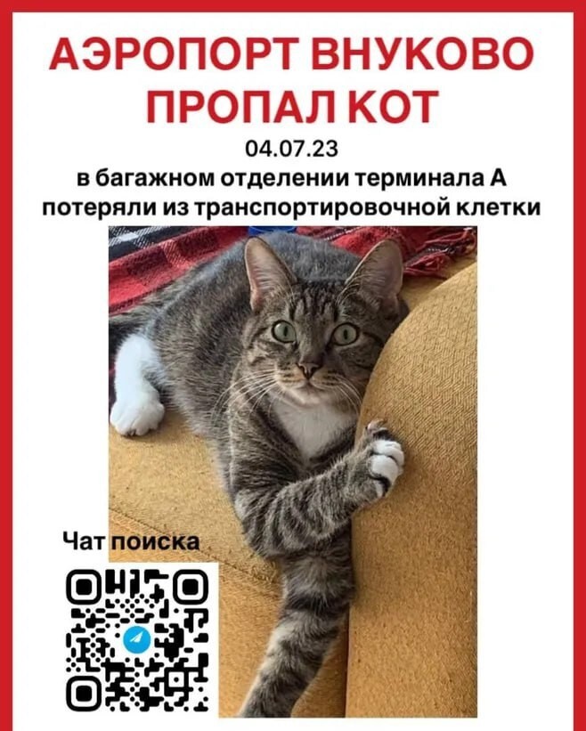В московском аэропорту Внуково уже несколько дней разыскивают сбежавшего кота