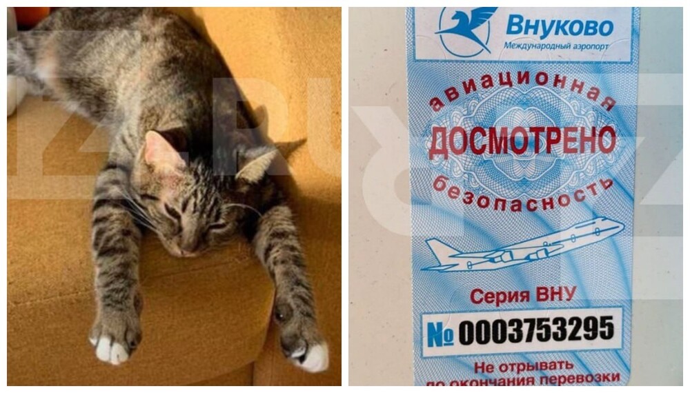 В московском аэропорту Внуково уже несколько дней разыскивают сбежавшего кота