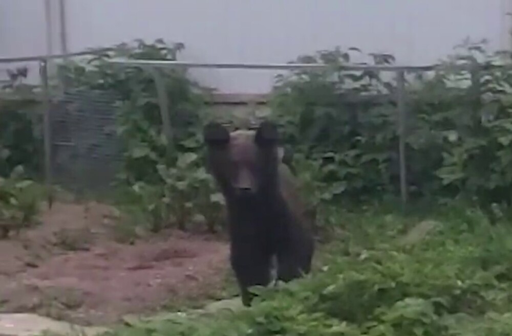 На Сахалине медведь полакомился клубникой на огороде