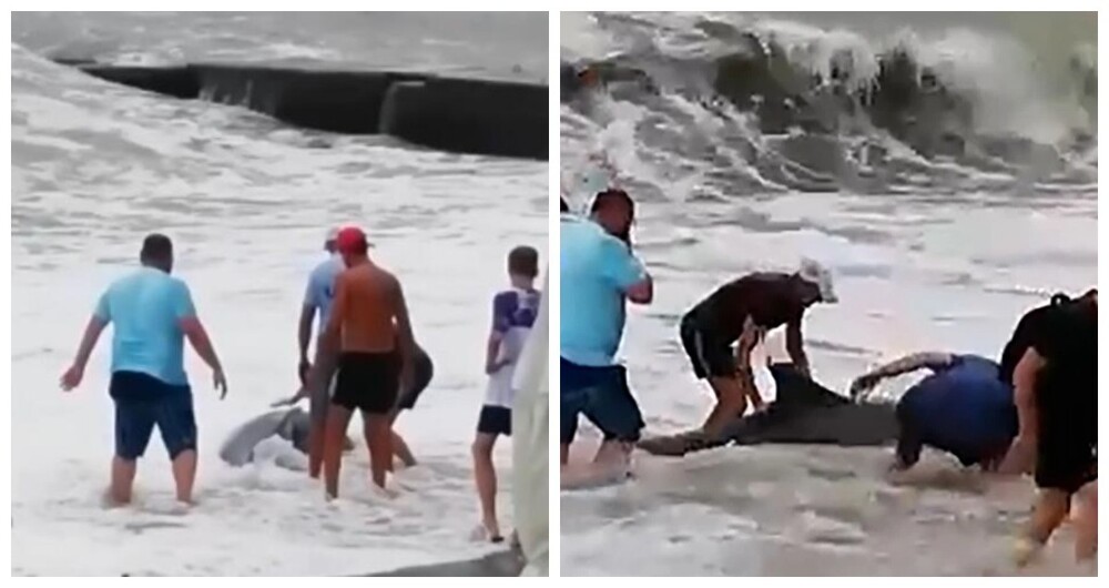 Жители Сочи спасли дельфина, которого во время шторма выбросило на пляж