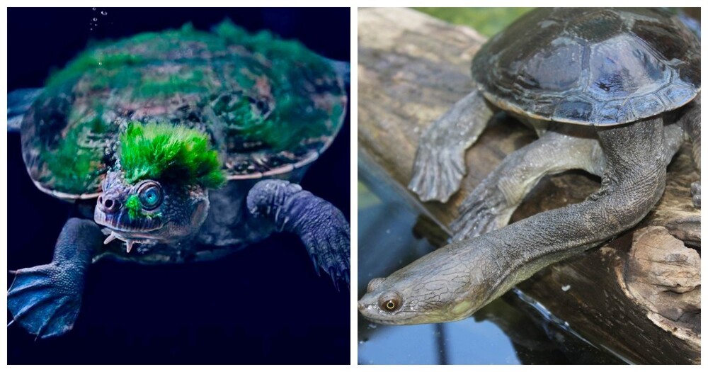 Самые необычные черепахи мира