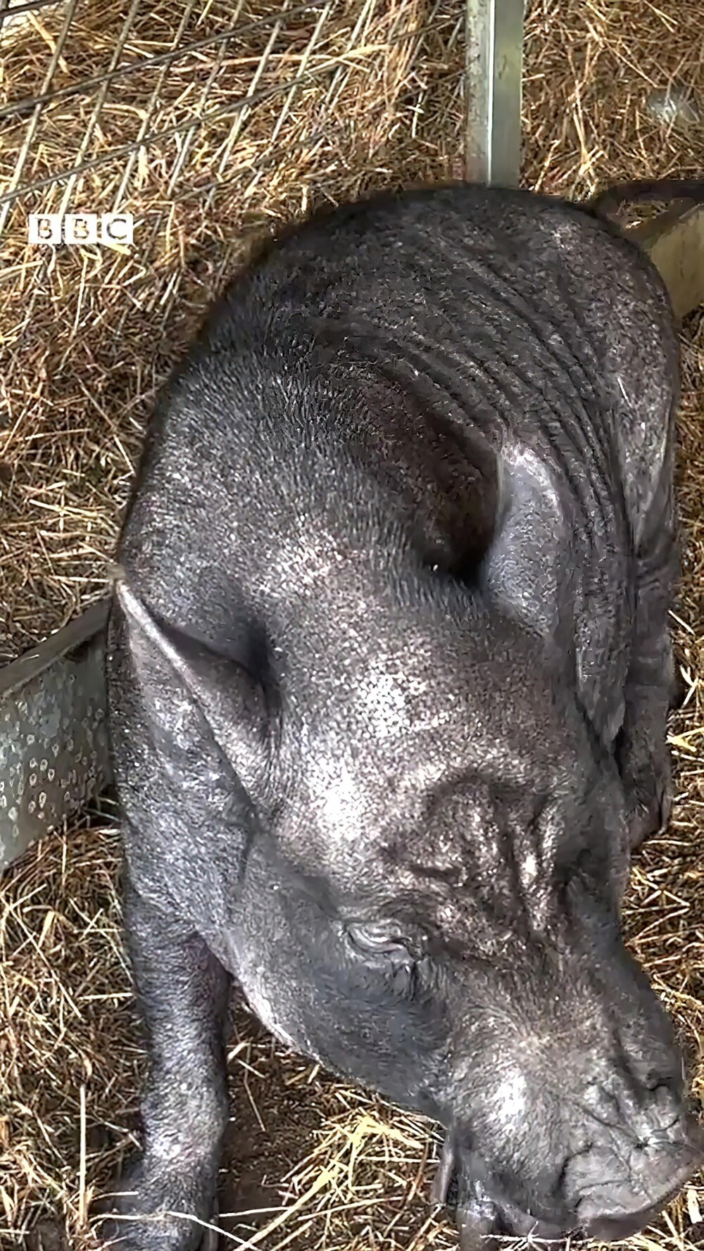 В Великобритании пришлось спасать свинью, которую держали в однушке и кормили фастфудом