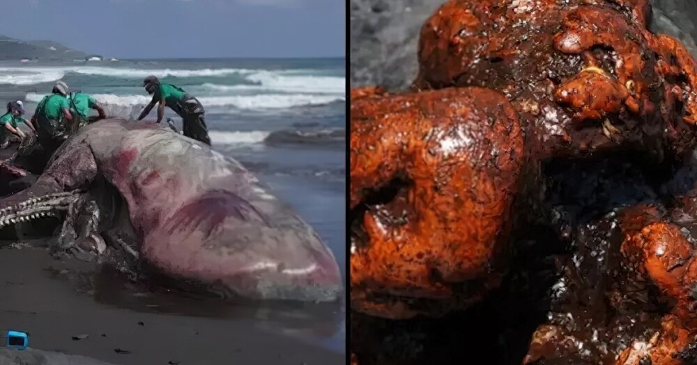 Ученые нашли «плавающее золото» внутри мёртвого кита