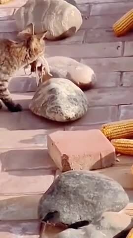Нормальный кот за нормальной кошачьей работой 