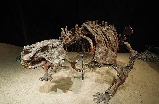 Кости бегемотоподобного монстра обнаружили на Вятке — он жил 265 млн лет назад