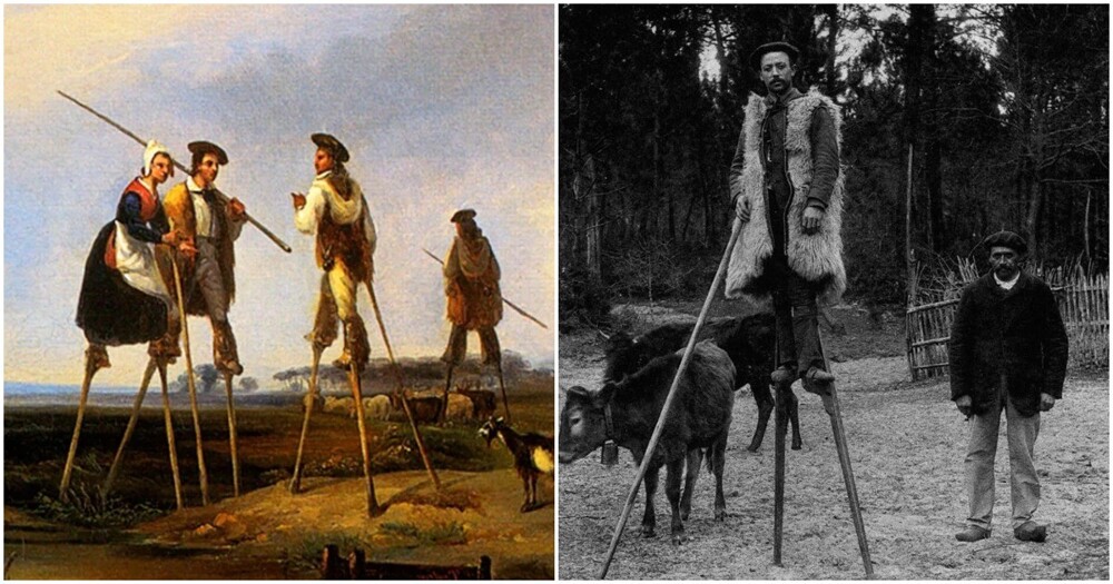 Как французские пастухи использовали ходули