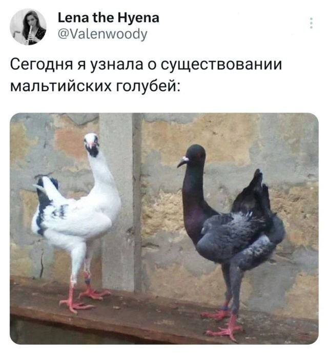 Скрины из соцсетей 