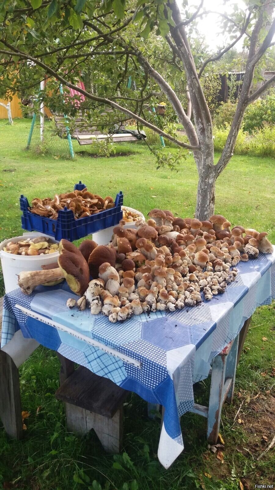 Урожай