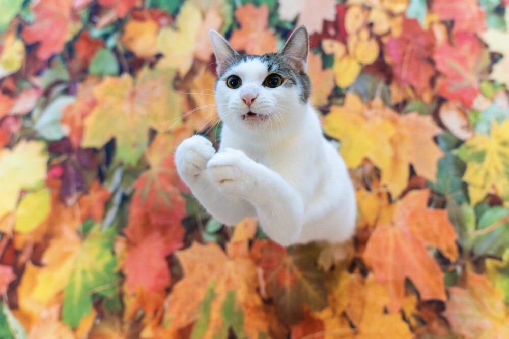 Толстый ворчливый кот и очень усталый хорек — объявлены претенденты на Comedy Pet Photo Awards