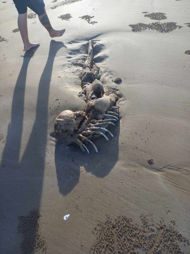 Женщина на пляже нашла скелет, похожий на инопланетянина или русалку