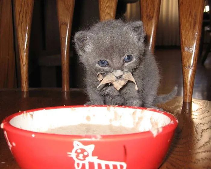 Обаятельные котята, которые еще не научились аккуратно есть