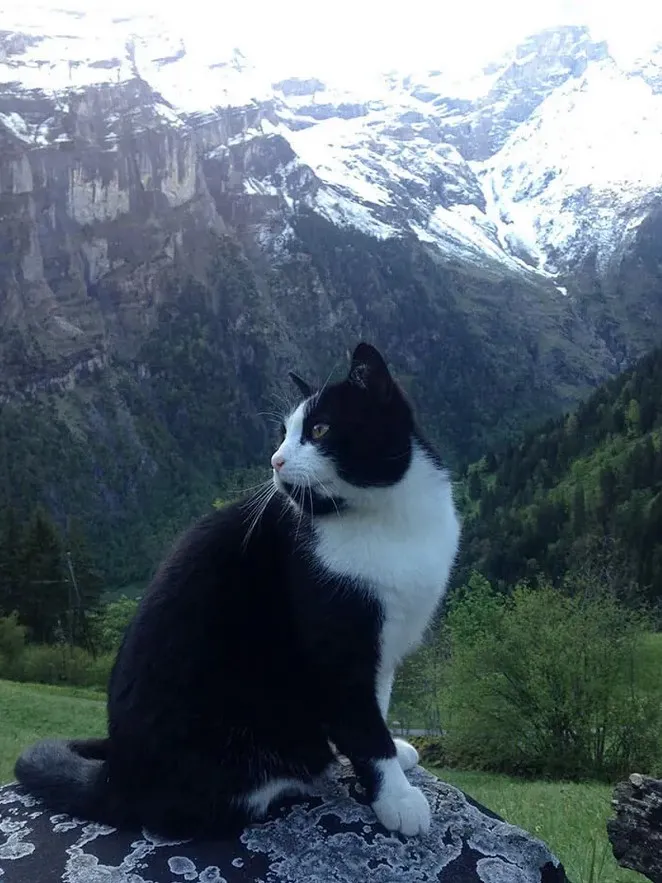 Кошка помогла потерявшемуся в горах туристу найти дорогу домой