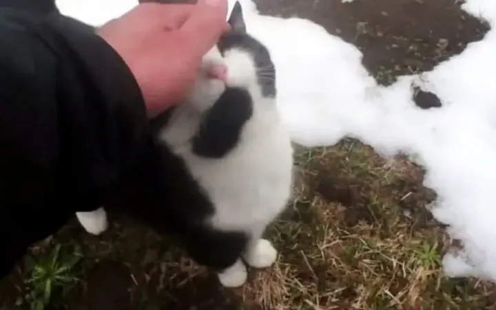 Кошка помогла потерявшемуся в горах туристу найти дорогу домой