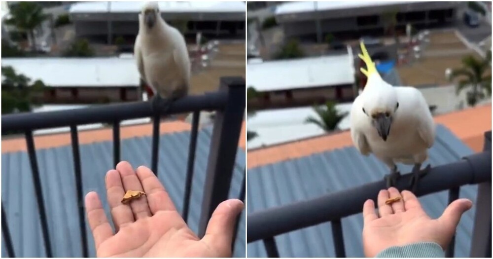 Неожиданный итог встречи с попугаем