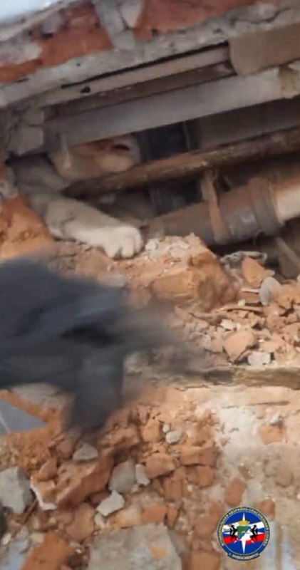 Новосибирские спасатели разобрали стену, чтобы спасти кошку