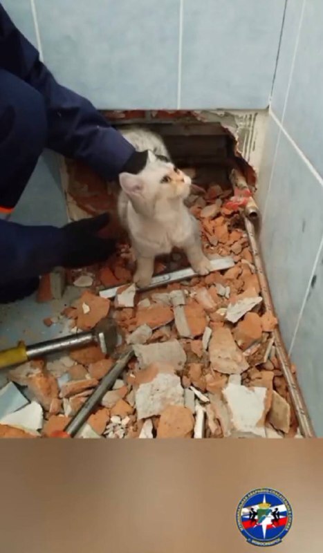 Новосибирские спасатели разобрали стену, чтобы спасти кошку