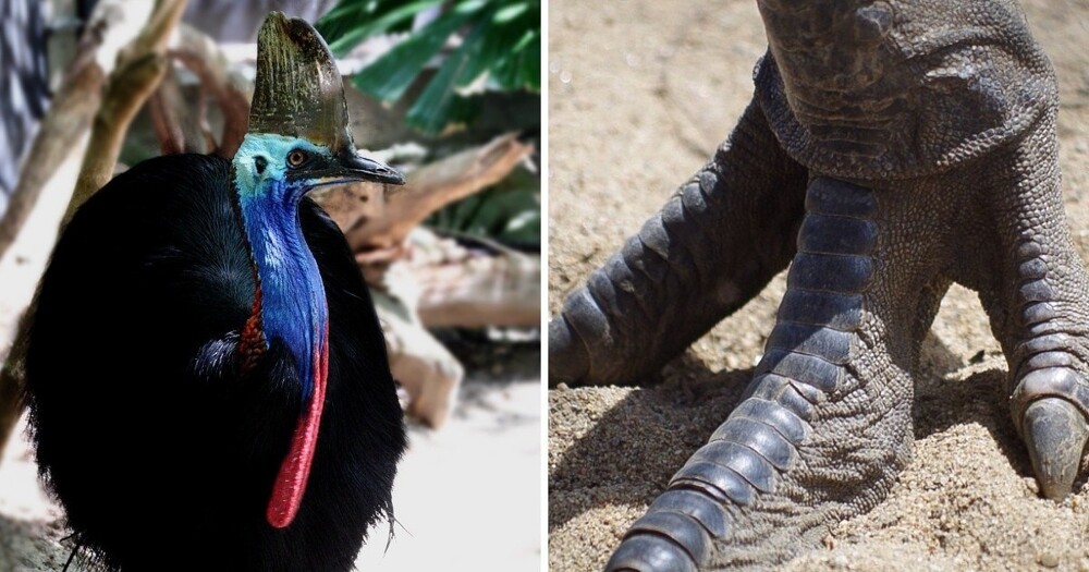 12 удивительных животных, существующих сегодня, которые сохранили в себе черты динозавров