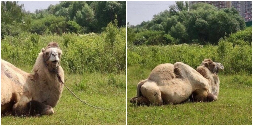 В Южном Бутово заметили верблюда, отдыхающего на полянке