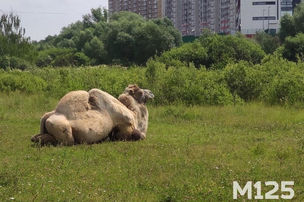 В Южном Бутово заметили верблюда, отдыхающего на полянке