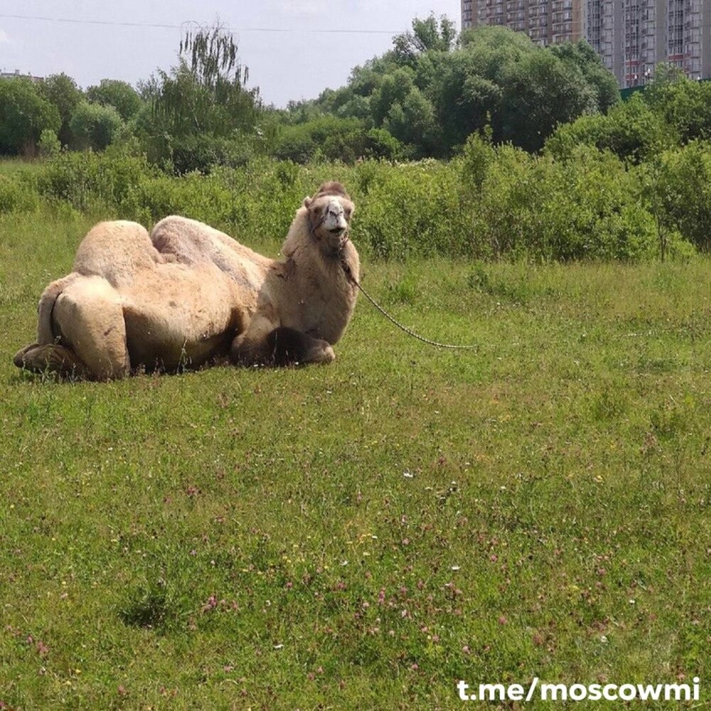 В Южном Бутово заметили верблюда, отдыхающего на полянке