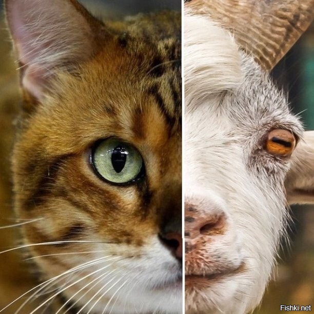 У хищников (например, у твоего кота) глаза расположены спереди, чтобы вовремя...