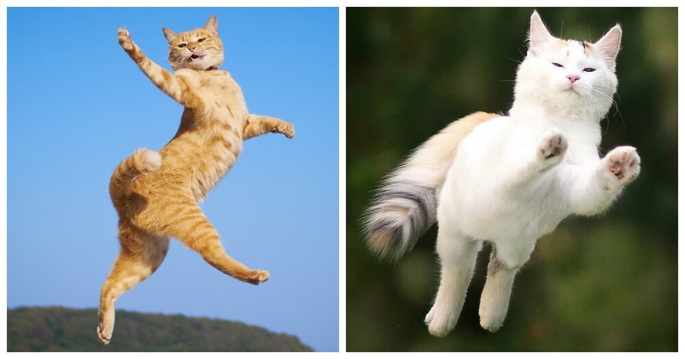 Кот и полёт – две неожиданные составляющие одной души