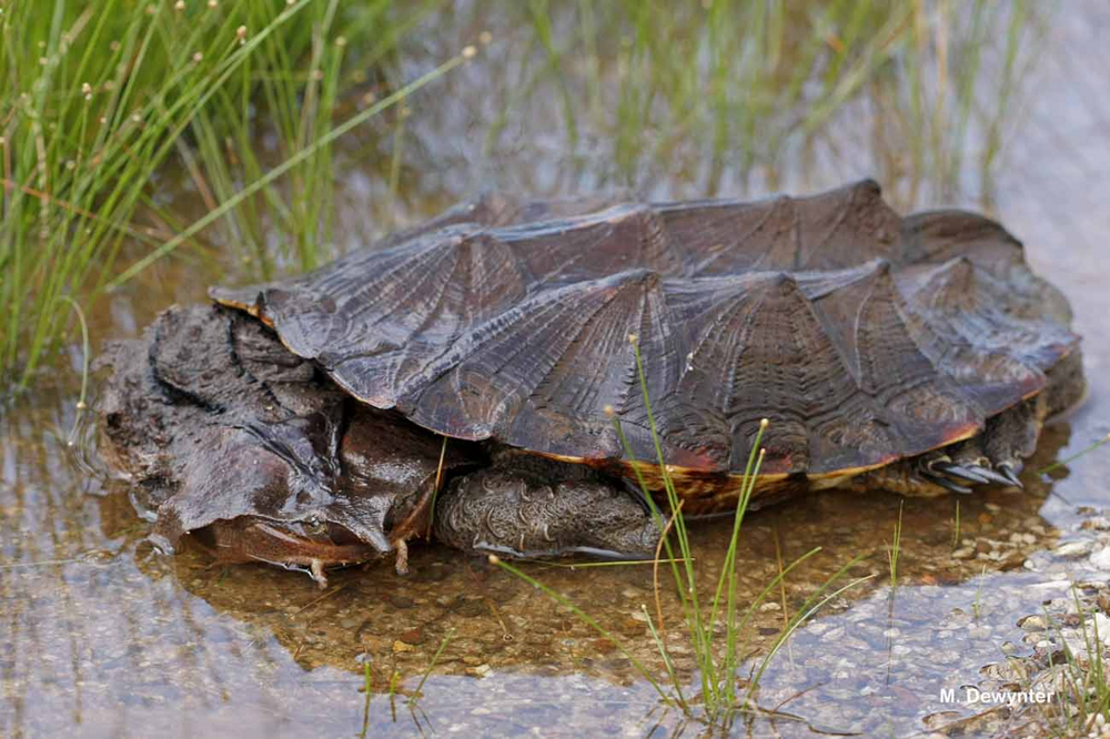 Крупная хищная черепаха: лицо бабушки и повадки чудовища
