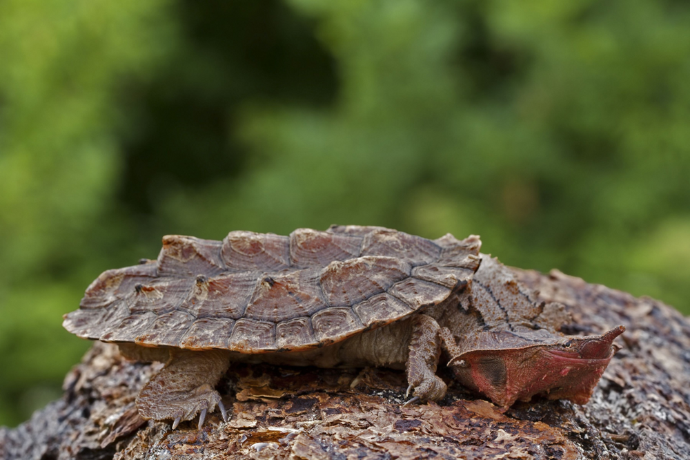 Крупная хищная черепаха: лицо бабушки и повадки чудовища