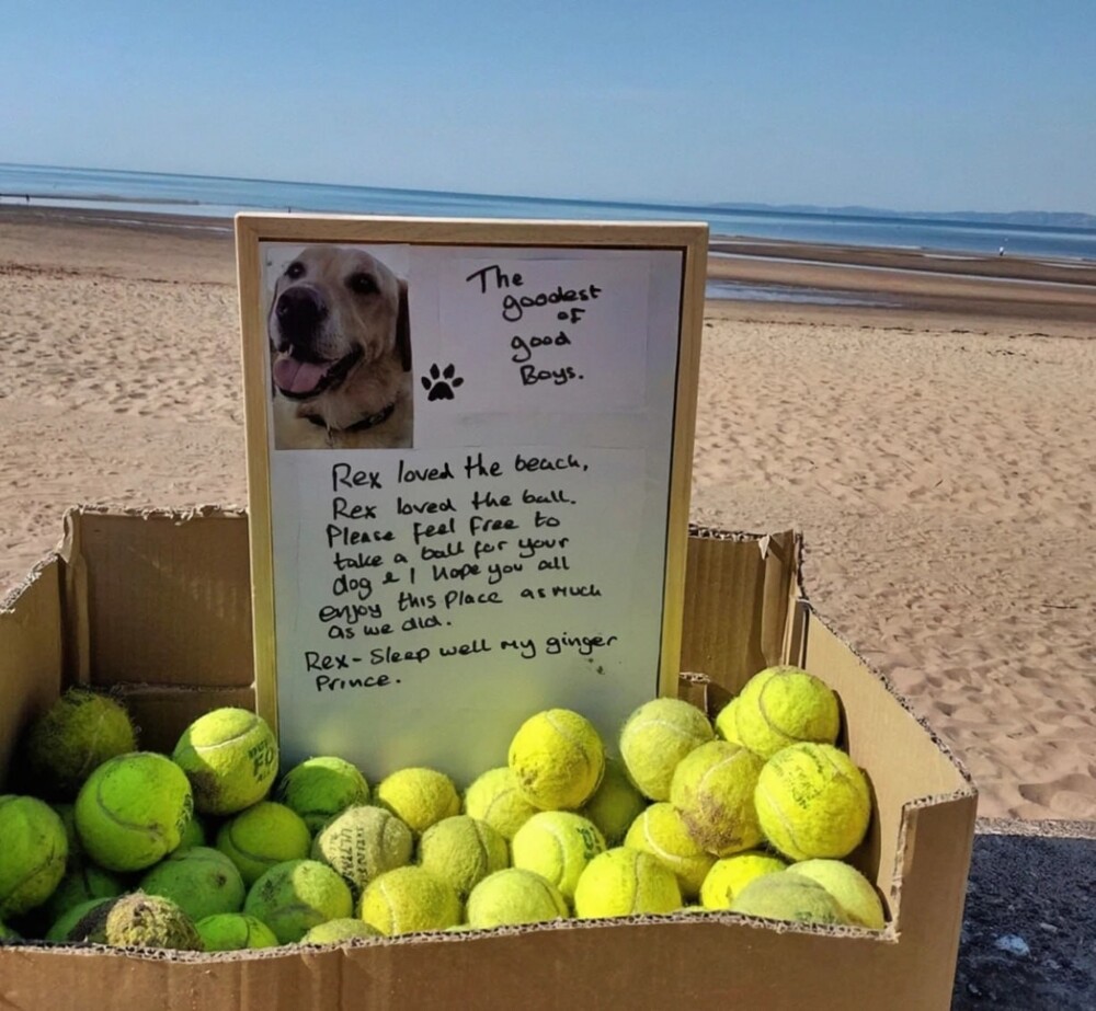 Мужчина оставил на пляже коробку с мячиками, с которыми любил играть его пёс