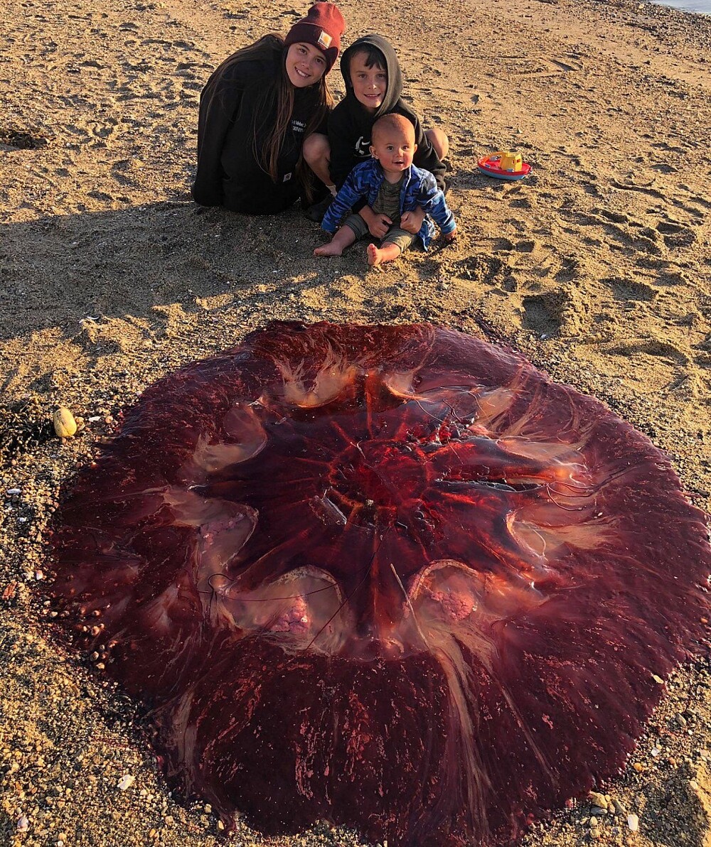 6. Гигантская медуза на побережье Мэна, США
