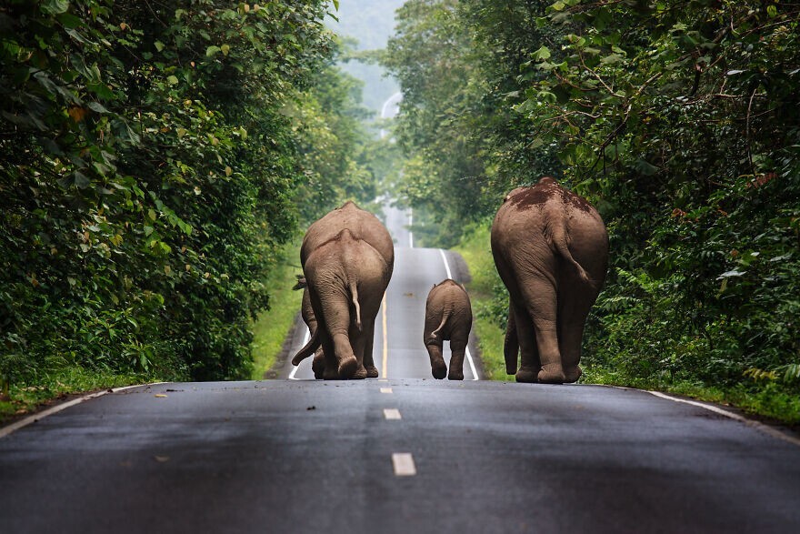 6. Дикие слоны идут по дороге в районе национального парка Кхауяй. Автор — Khunkay