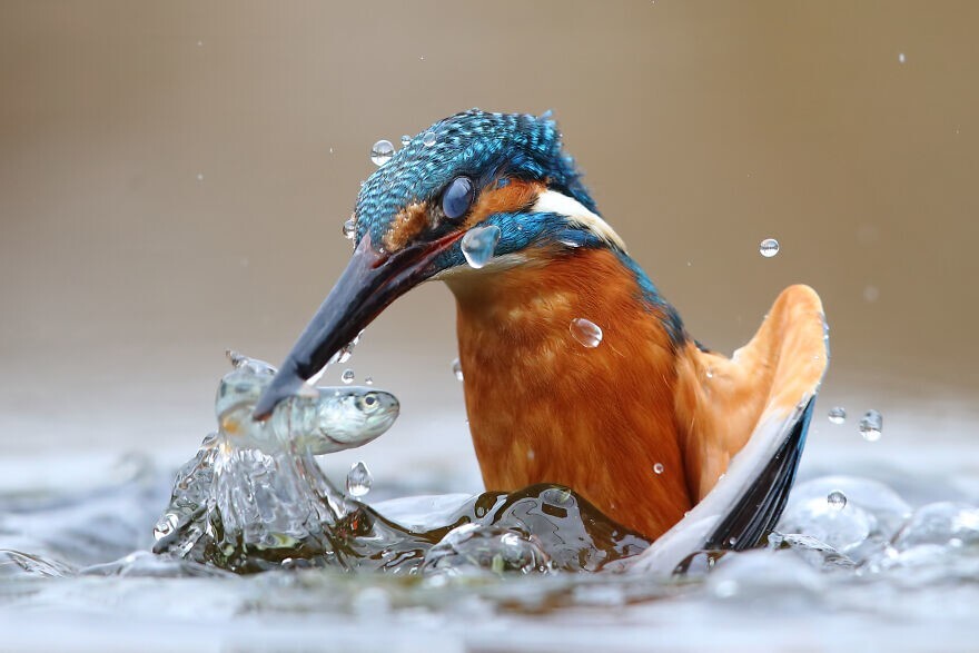 13. Обыкновенный зимородок охотится в воде. Автор — Лука Казале