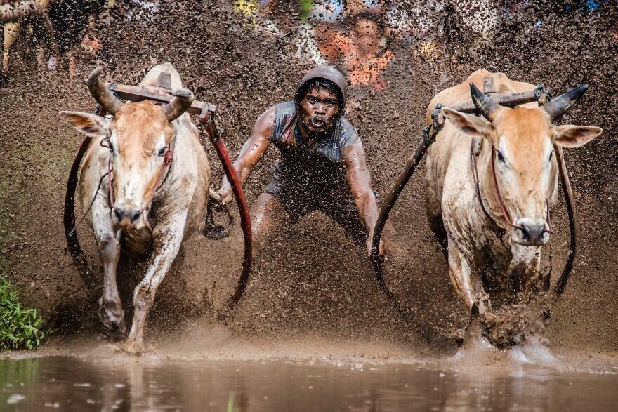 21. Гонка быков Паку Джави в Индонезии. Автор — Rodney Ee