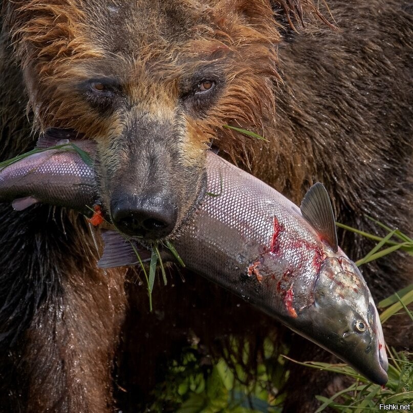 Огромная рыбина для медведя — всего лишь небольшая закуска