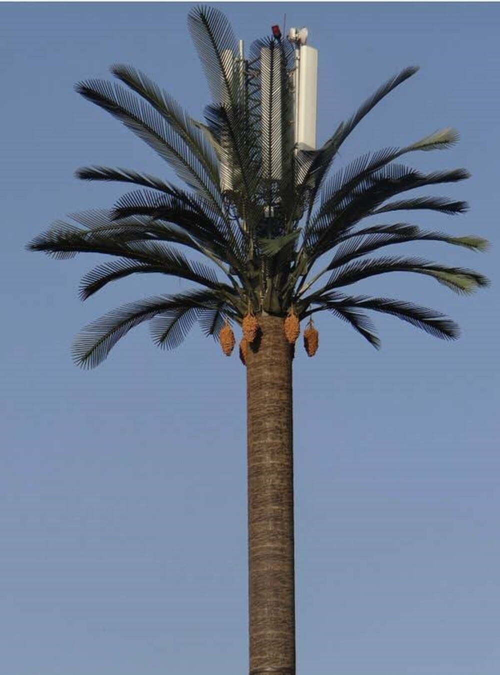 20. В Марокко прячут опоры сотовой связи в искусственных пальмах