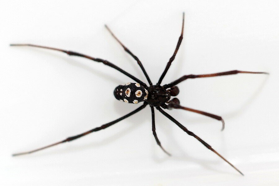 Какие пауки в России действительно опасны для человека