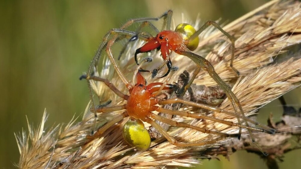 Какие пауки в России действительно опасны для человека