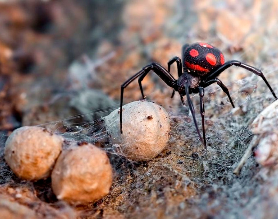Ядовитые домашние пауки в россии фото