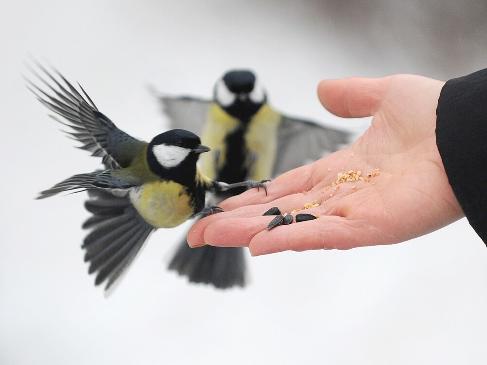 Язык птиц, или Тайны коммуникации пернатых