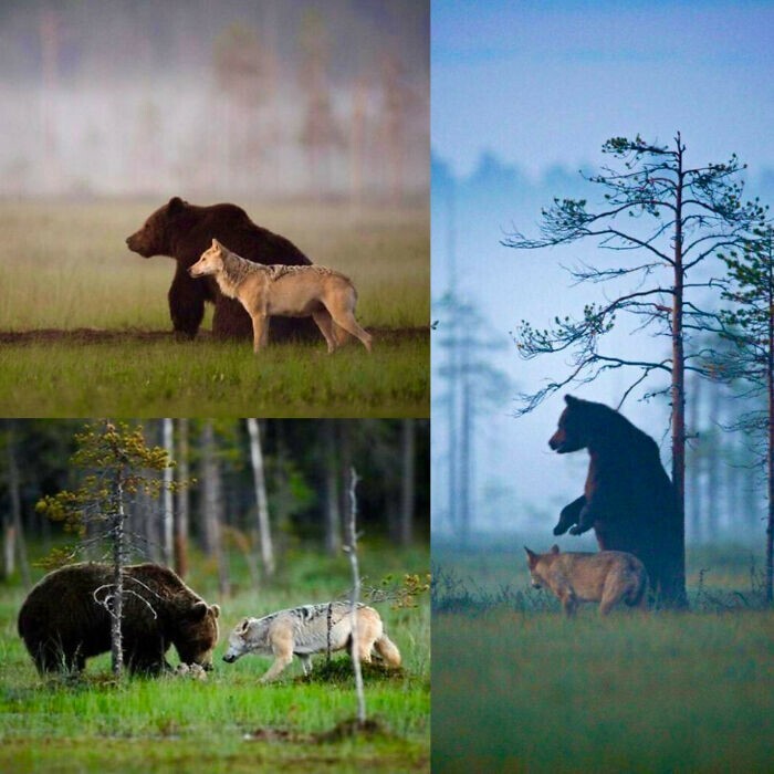 3. Бурый медведь и волк охотятся вместе и делятся добычей. Снимки финского фотографа Ласси Раутиайнена