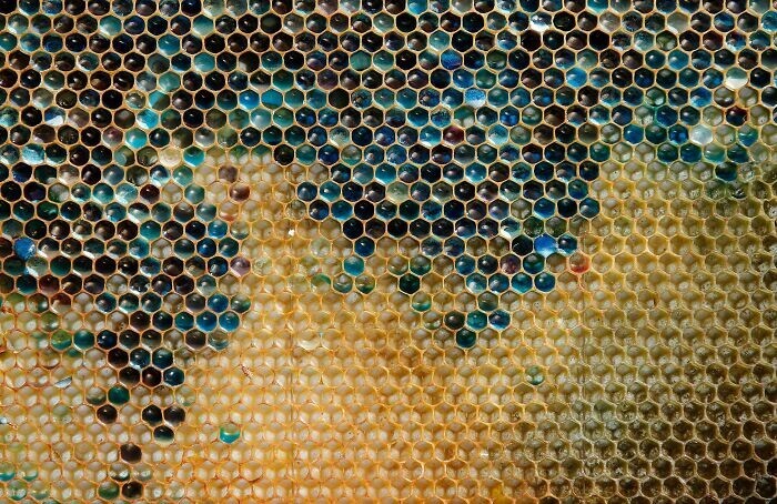 9. Пчеловоды на северо-востоке Франции были в недоумении, когда пчёлы из их ульев начали производить мёд в оттенках синего и зелёного