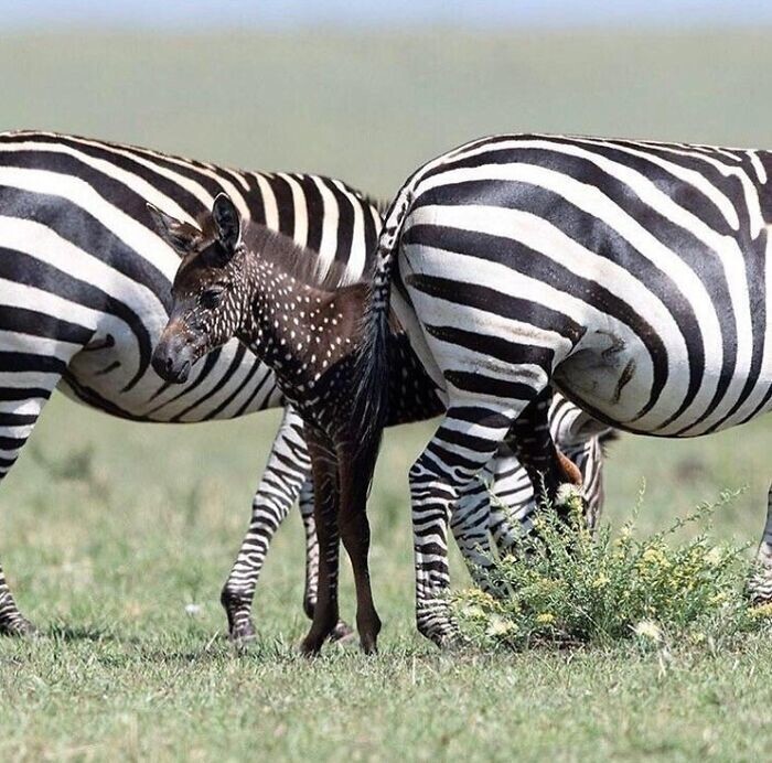 12. Этот редкий жеребёнок зебры родился с пятнами вместо полос