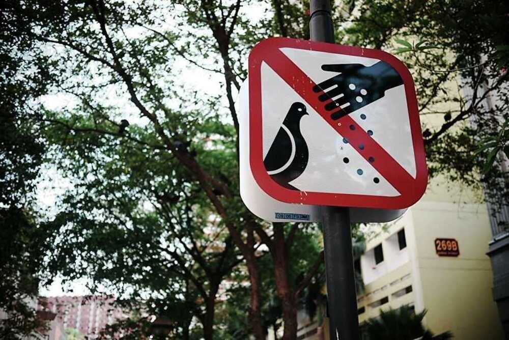 Жителя Сингапура оштрафовали на крупную сумму за кормление голубей