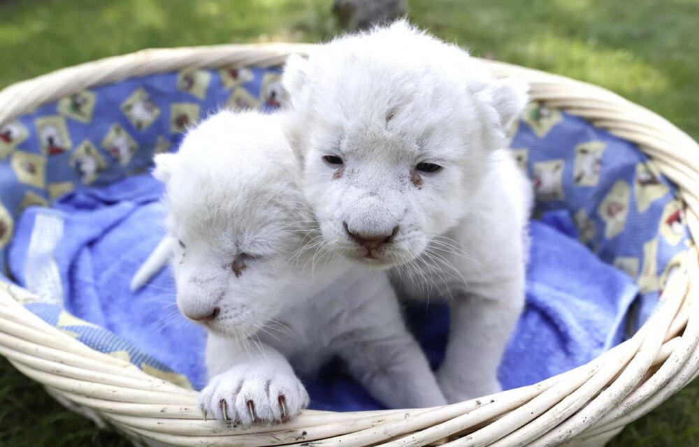 В крымском сафари-парке  у пары редких белых львов появилось потомство