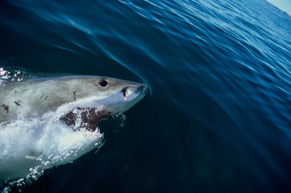 У побережья Флориды обнаружили акул-наркоманов