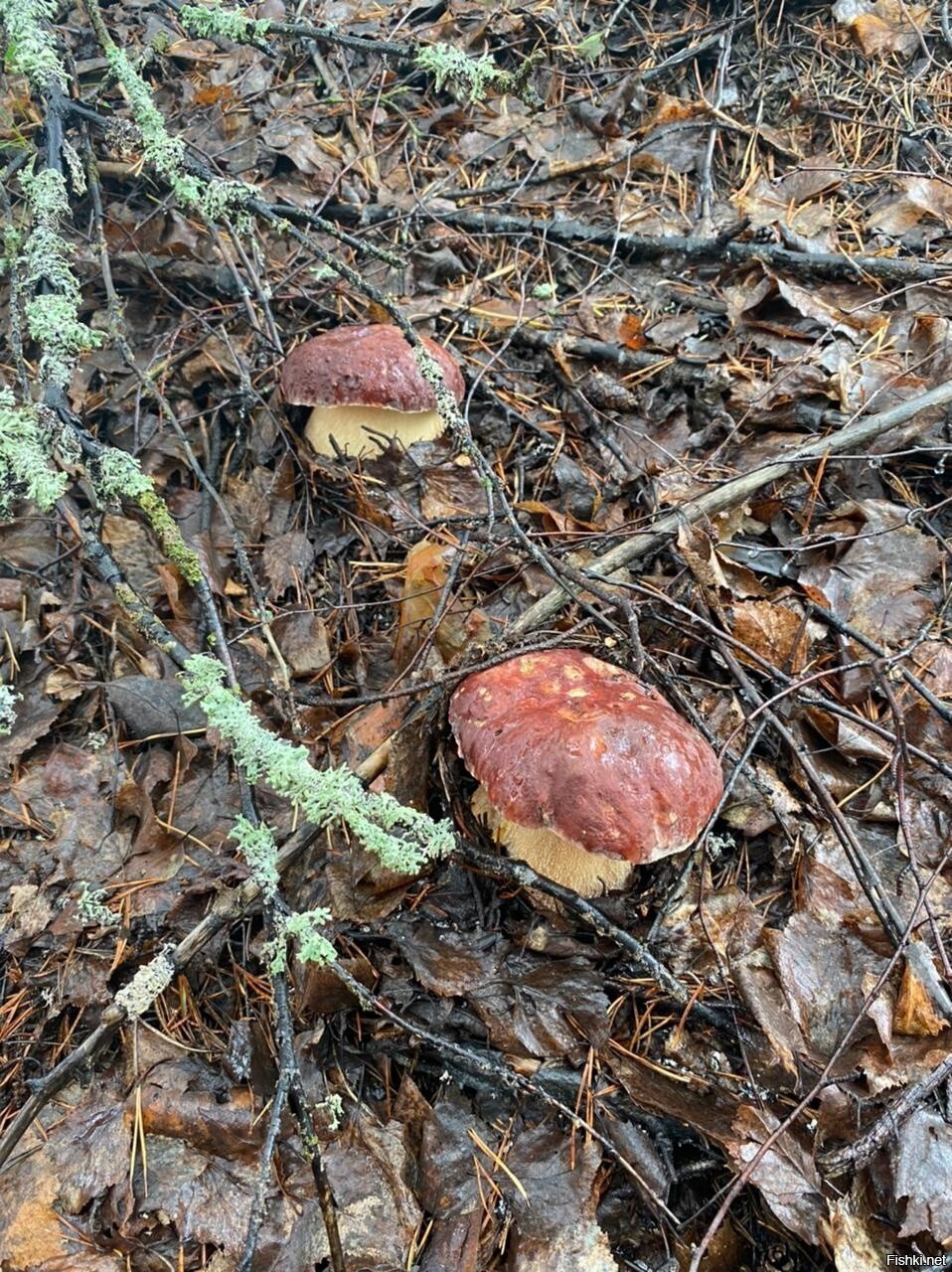 Не много сегодняшних грибов из Карелии