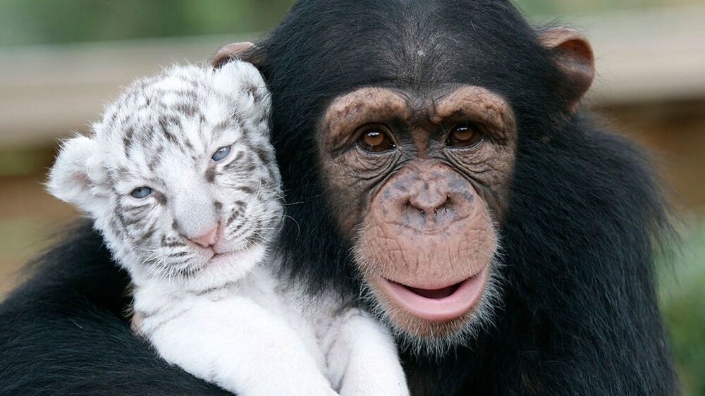 Белые тигрята и шимпанзе Аньяна