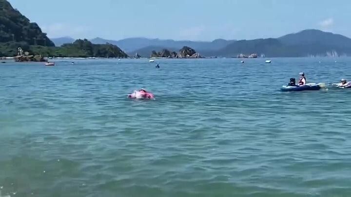 Японские дельфины атакуют туристов